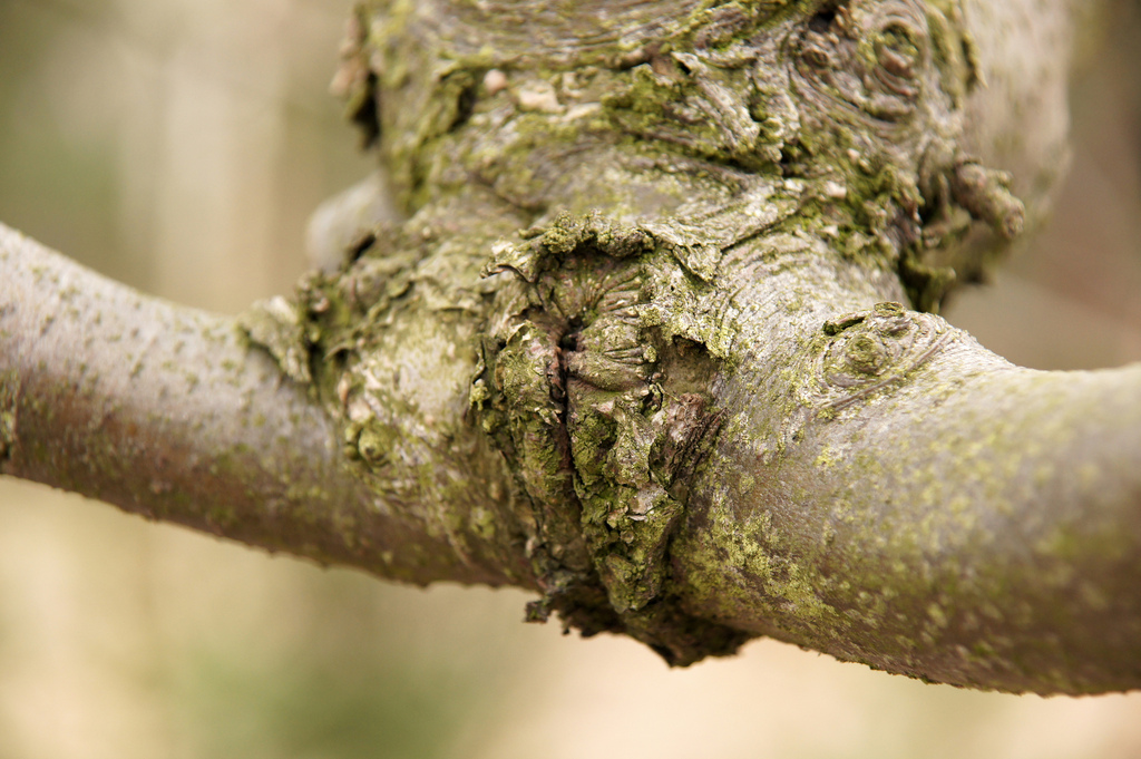 Dżewko o dziwnym kształcie!
